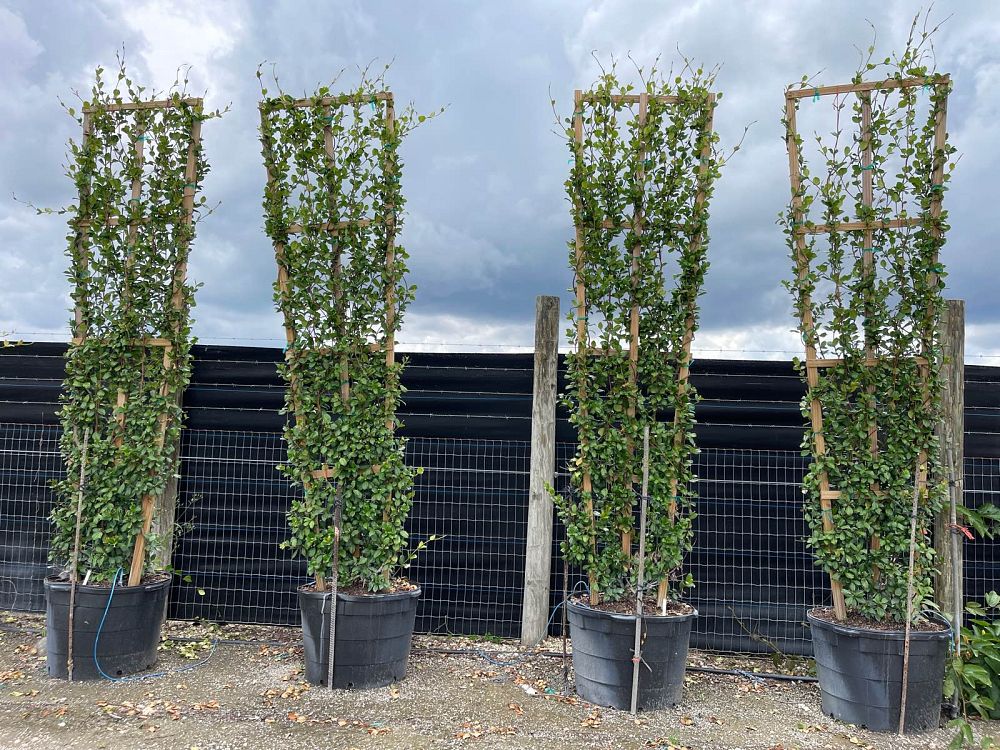 trachelospermum-jasminoides-confederate-jasmine