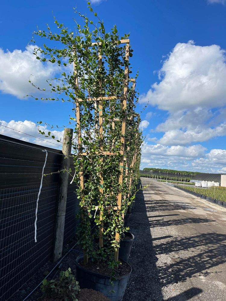 trachelospermum-jasminoides-confederate-jasmine