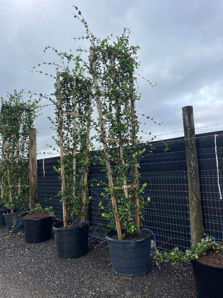 trachelospermum-jasminoides-confederate-jasmine