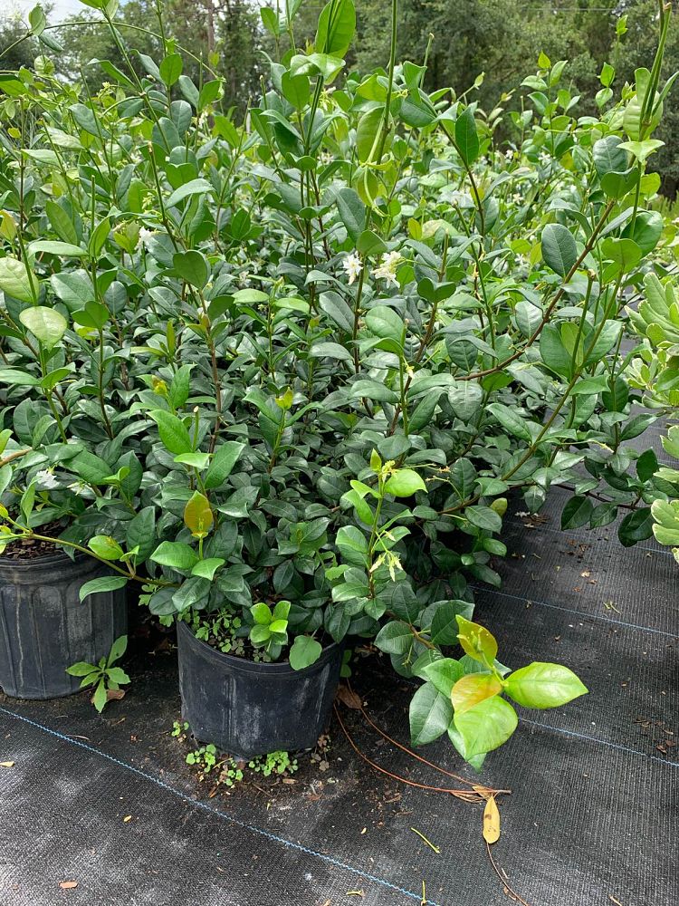 trachelospermum-jasminoides-confederate-jasmine
