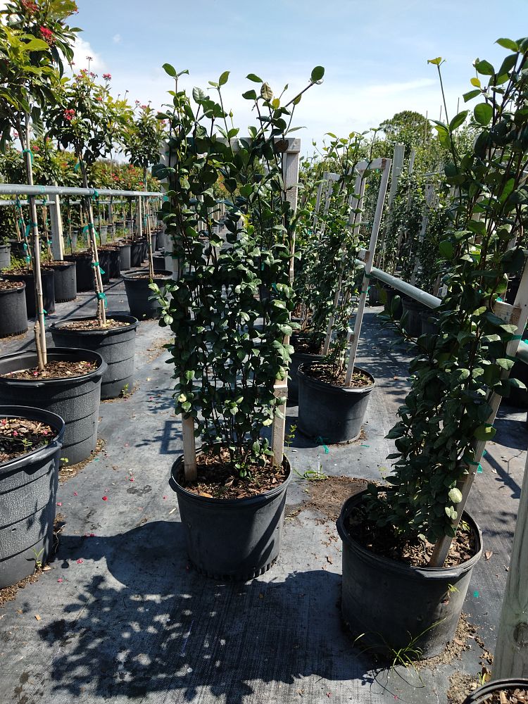 trachelospermum-jasminoides-confederate-jasmine
