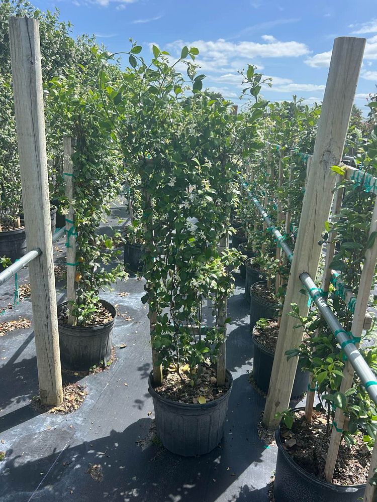 trachelospermum-jasminoides-confederate-jasmine