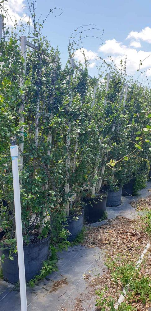 trachelospermum-jasminoides-confederate-jasmine