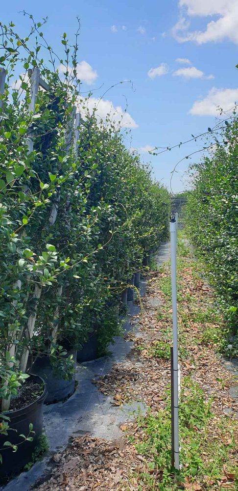 trachelospermum-jasminoides-confederate-jasmine