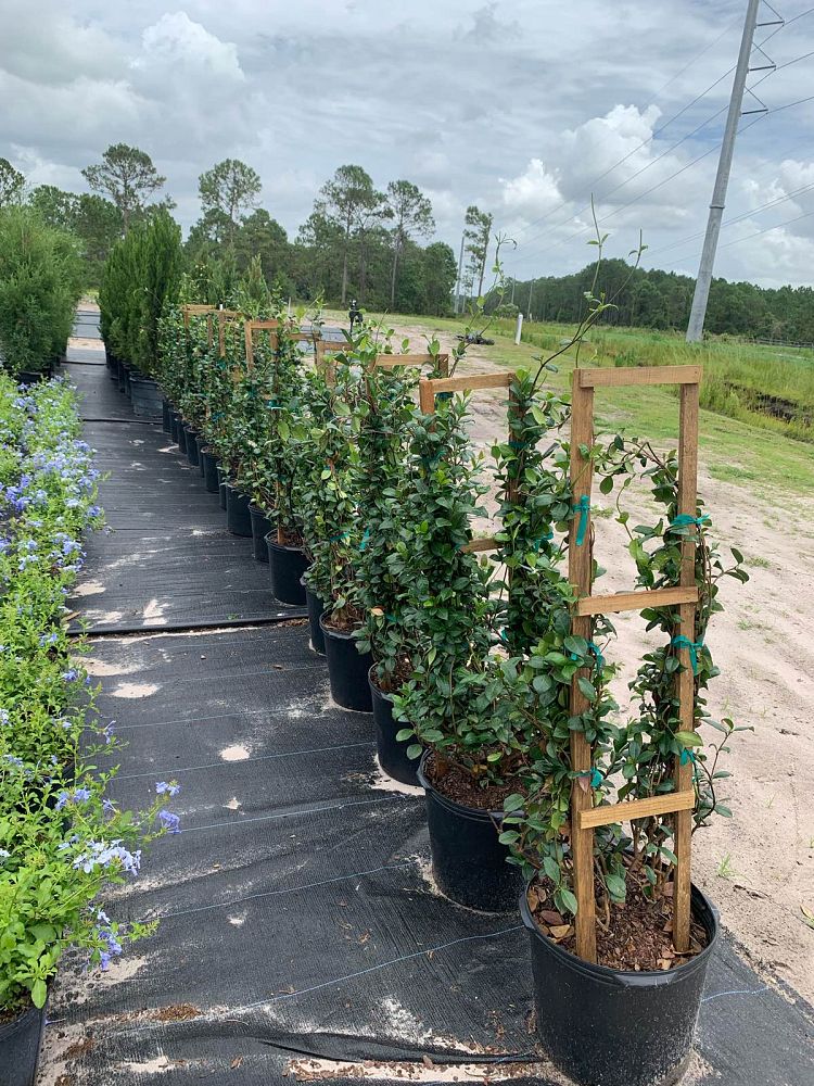 trachelospermum-jasminoides-confederate-jasmine