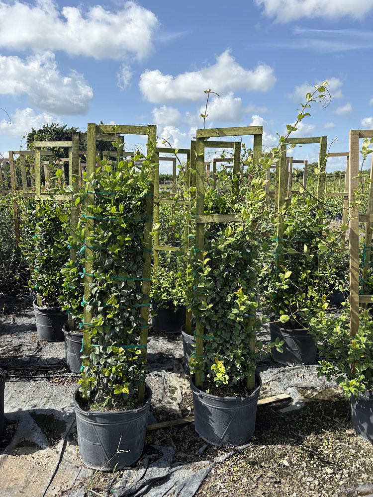 trachelospermum-jasminoides-confederate-jasmine