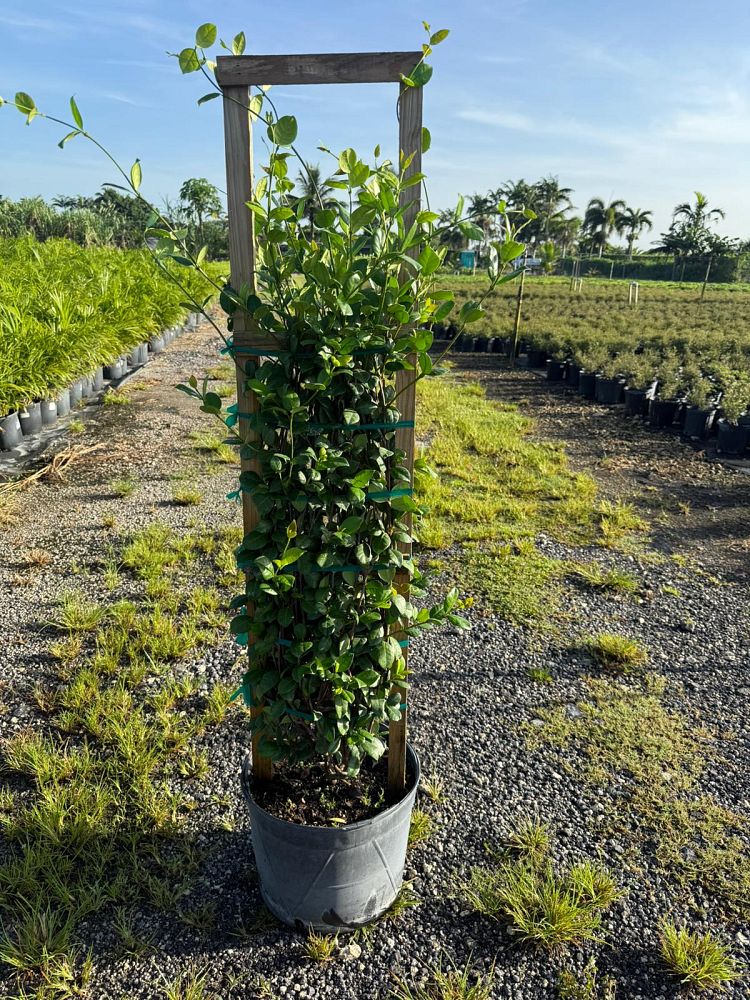 trachelospermum-jasminoides-confederate-jasmine