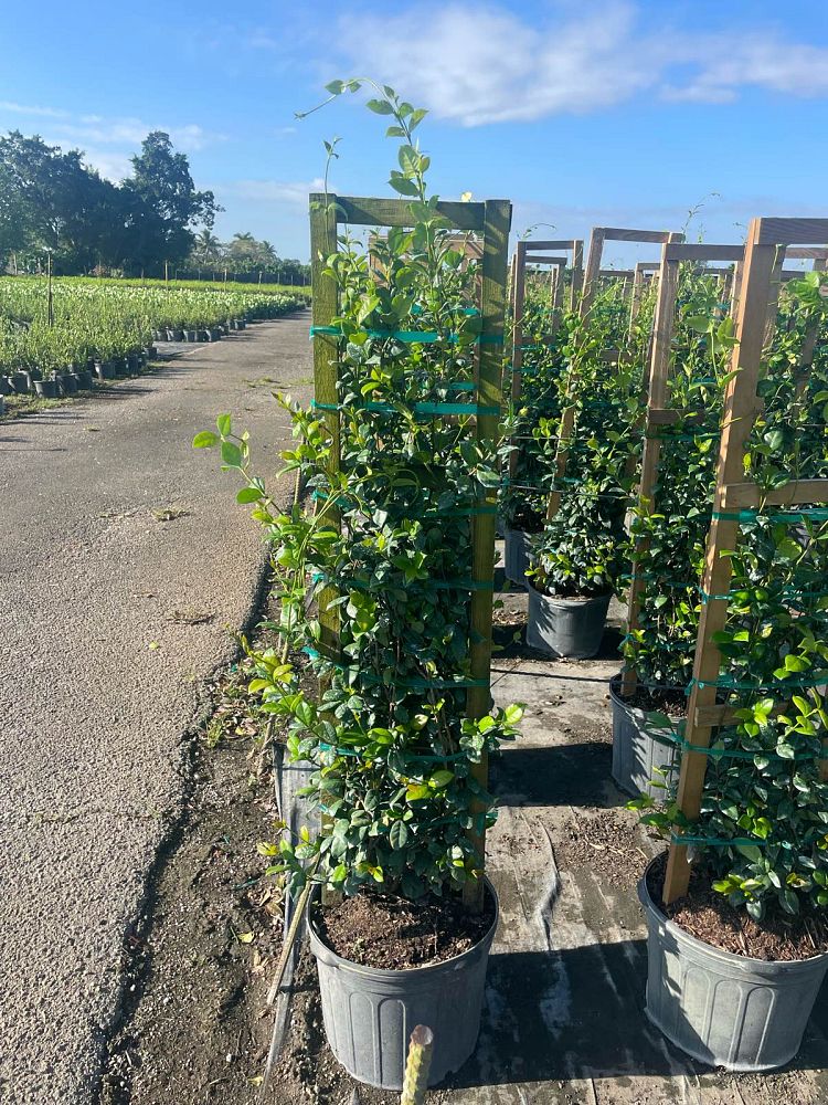 trachelospermum-jasminoides-confederate-jasmine