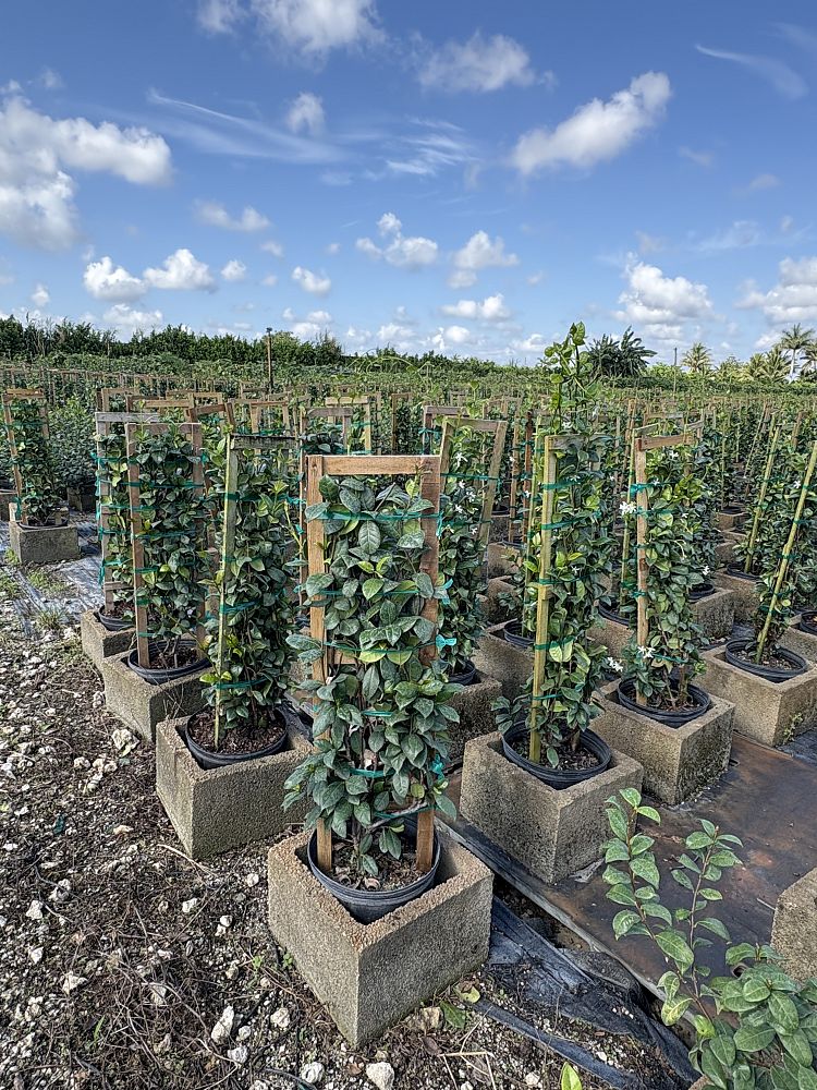 trachelospermum-jasminoides-confederate-jasmine