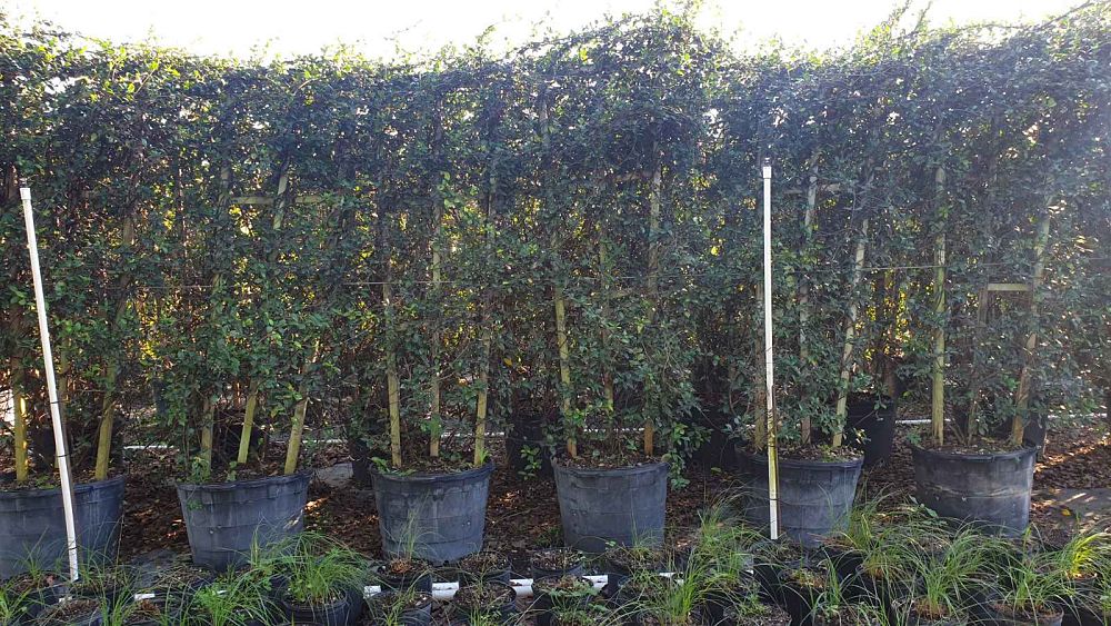 trachelospermum-jasminoides-confederate-jasmine