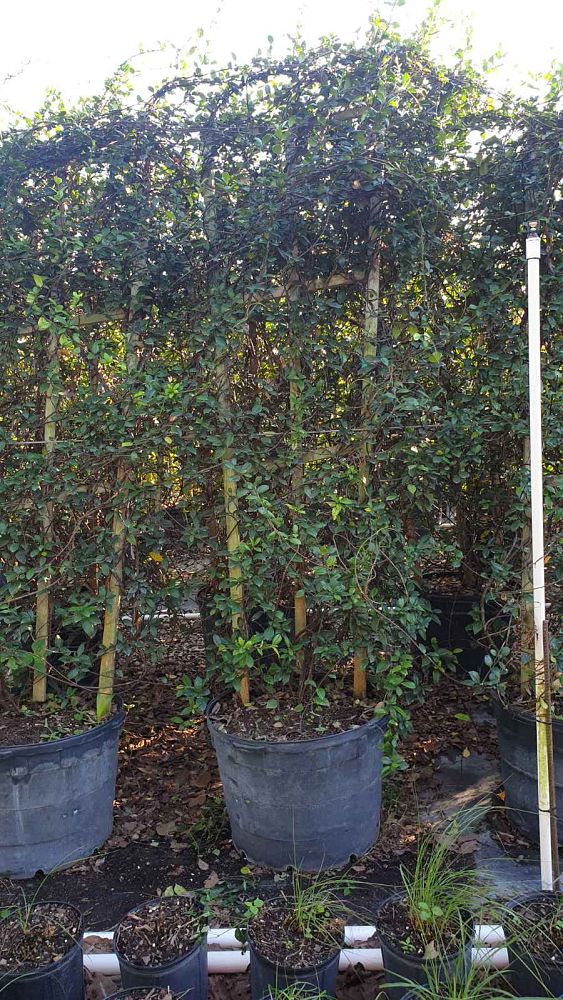 trachelospermum-jasminoides-confederate-jasmine