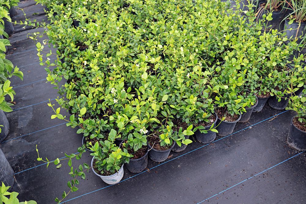 trachelospermum-jasminoides-confederate-jasmine