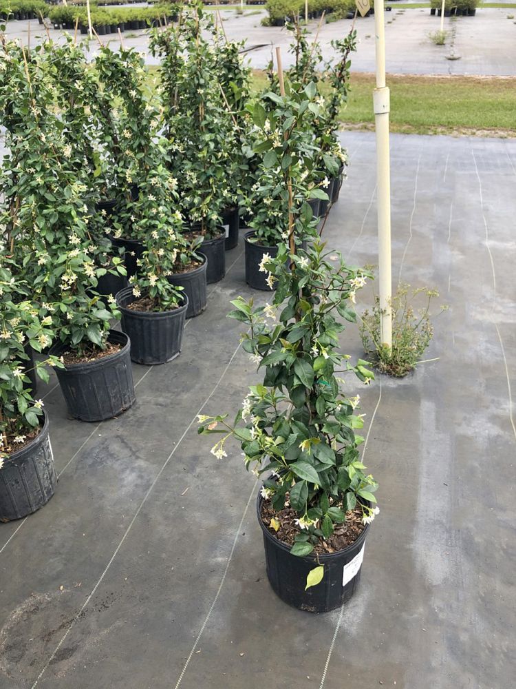 trachelospermum-jasminoides-confederate-jasmine