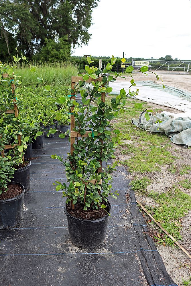 trachelospermum-jasminoides-confederate-jasmine