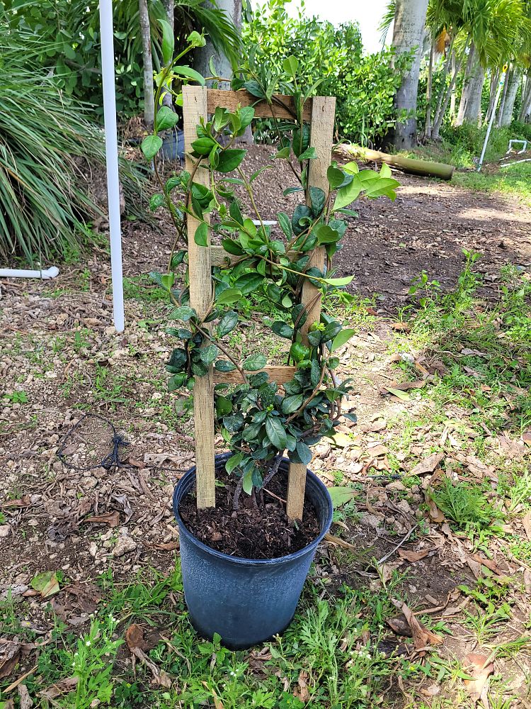 trachelospermum-jasminoides-confederate-jasmine