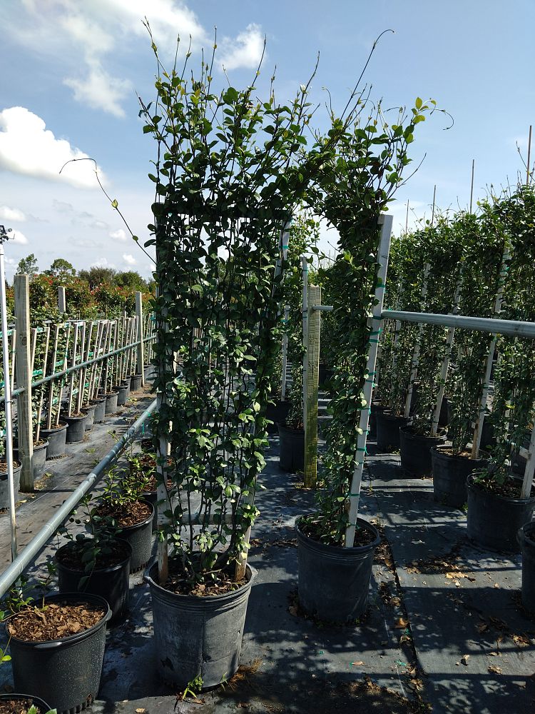 trachelospermum-jasminoides-confederate-jasmine