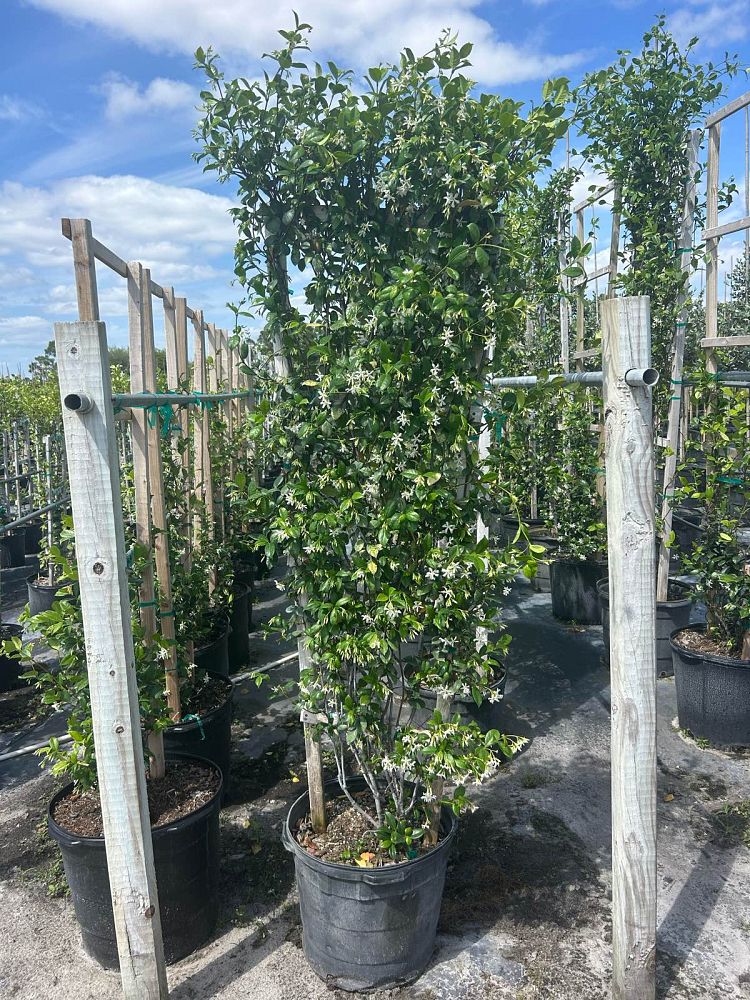 trachelospermum-jasminoides-confederate-jasmine