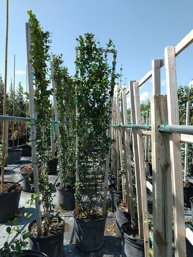 trachelospermum-jasminoides-confederate-jasmine