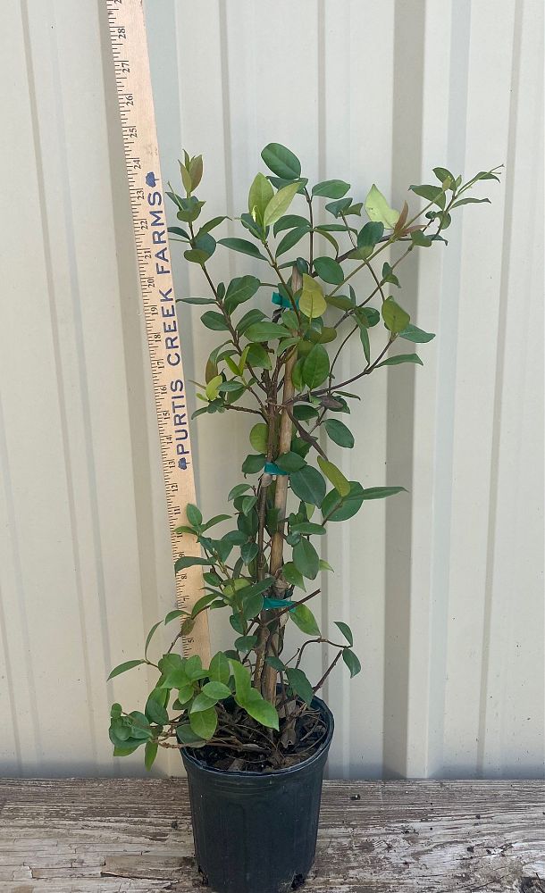 trachelospermum-jasminoides-confederate-jasmine