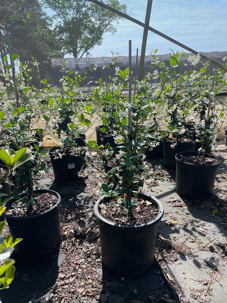 trachelospermum-jasminoides-confederate-jasmine