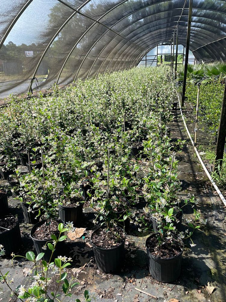 trachelospermum-jasminoides-confederate-jasmine