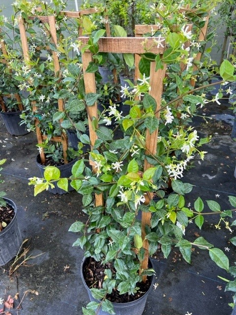 trachelospermum-jasminoides-confederate-jasmine