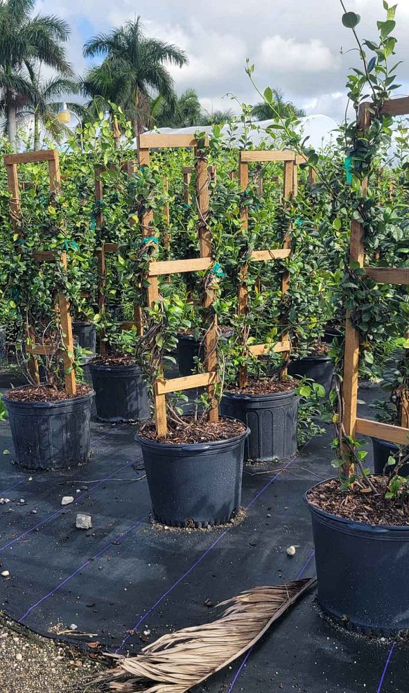 trachelospermum-jasminoides-confederate-jasmine