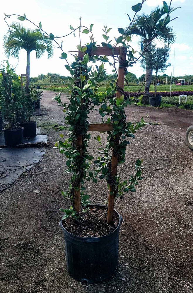 trachelospermum-jasminoides-confederate-jasmine