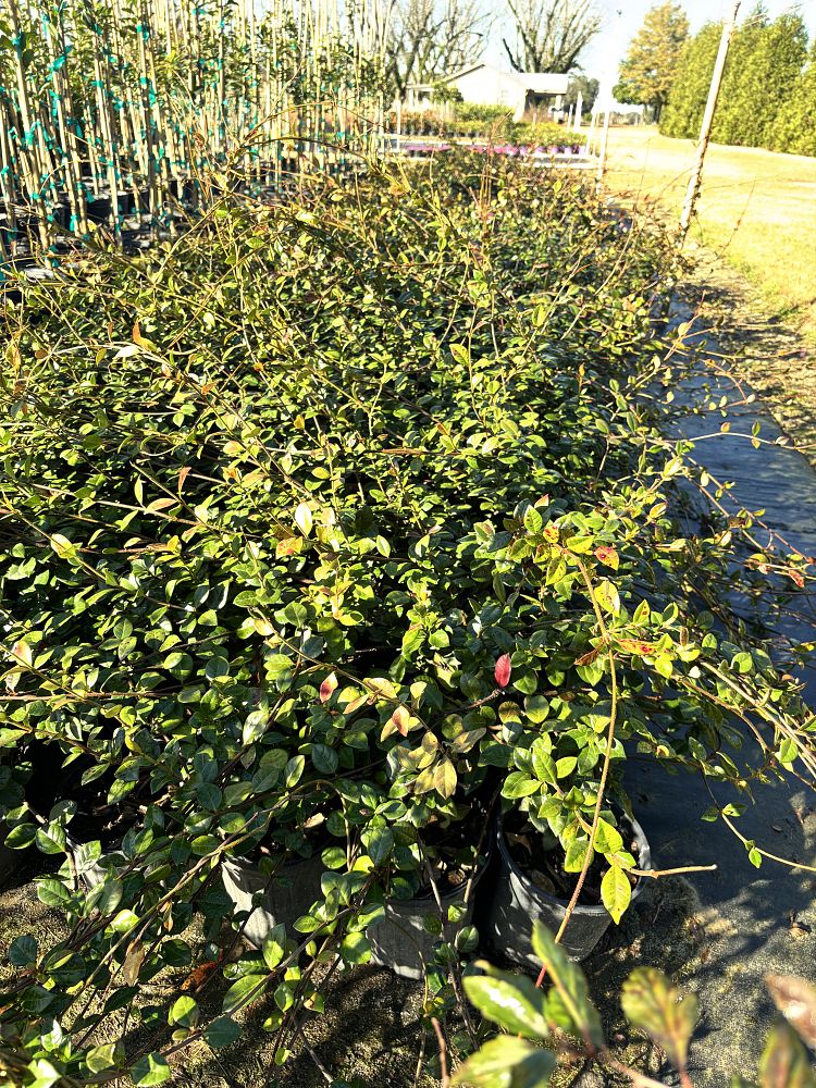 trachelospermum-jasminoides-confederate-jasmine