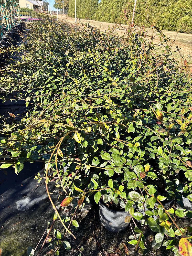 trachelospermum-jasminoides-confederate-jasmine