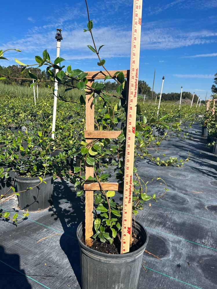 trachelospermum-jasminoides-confederate-jasmine