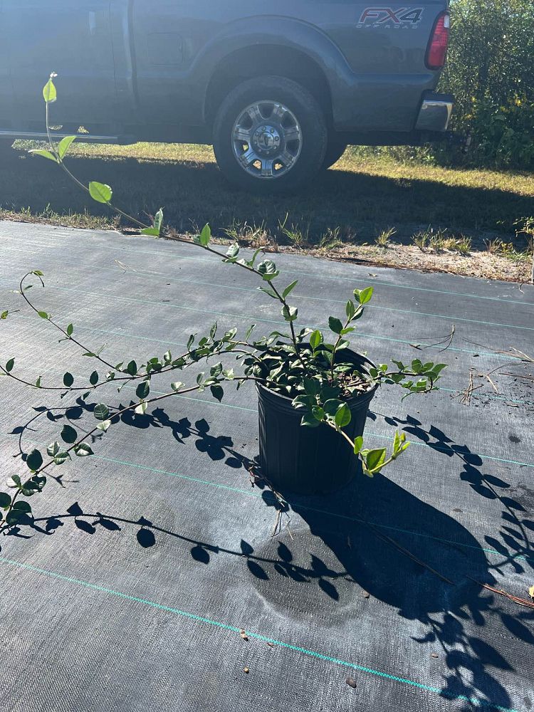 trachelospermum-jasminoides-confederate-jasmine