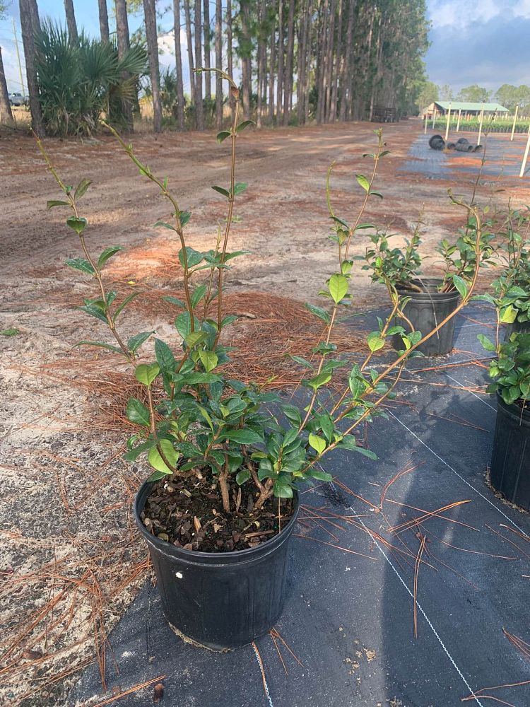 trachelospermum-jasminoides-confederate-jasmine