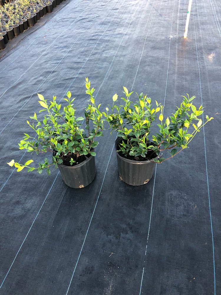 trachelospermum-jasminoides-confederate-jasmine