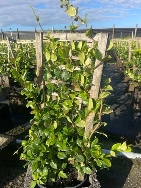 trachelospermum-jasminoides-confederate-jasmine