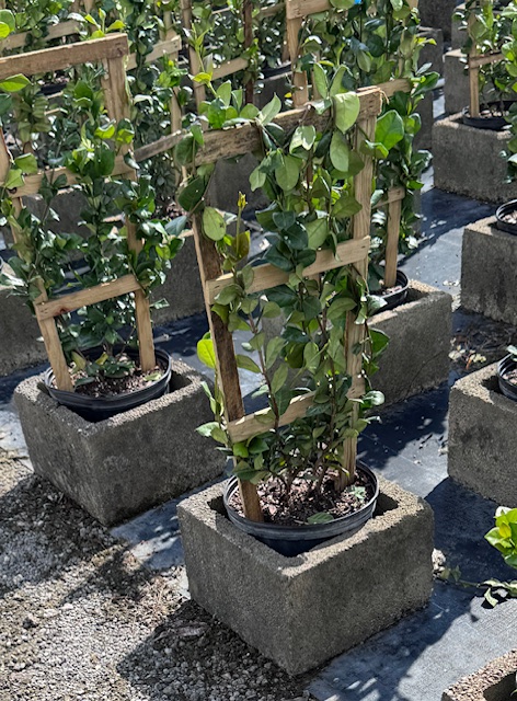trachelospermum-jasminoides-confederate-jasmine