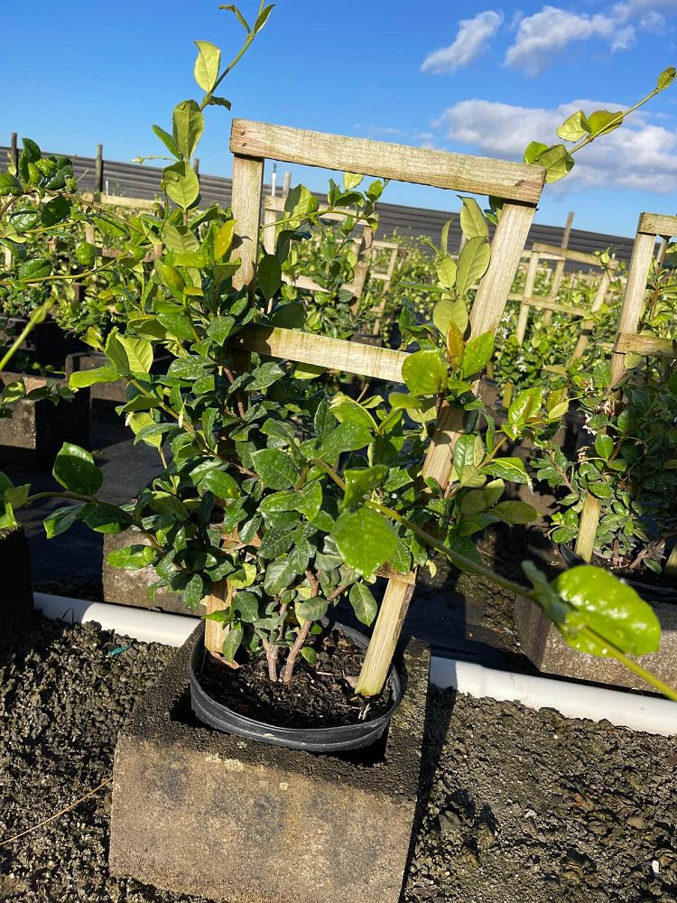 trachelospermum-jasminoides-confederate-jasmine