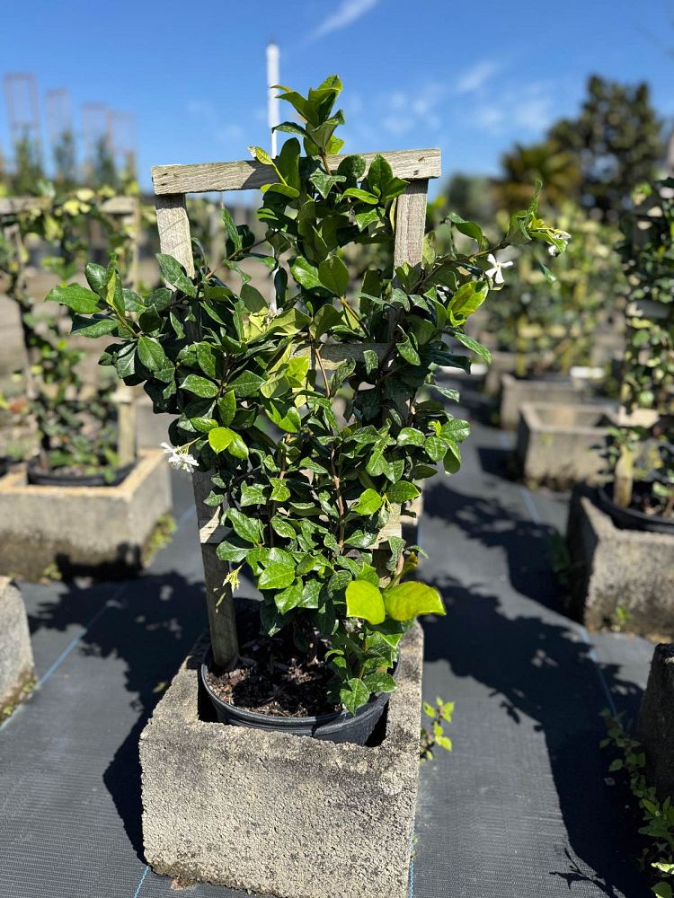 trachelospermum-jasminoides-confederate-jasmine