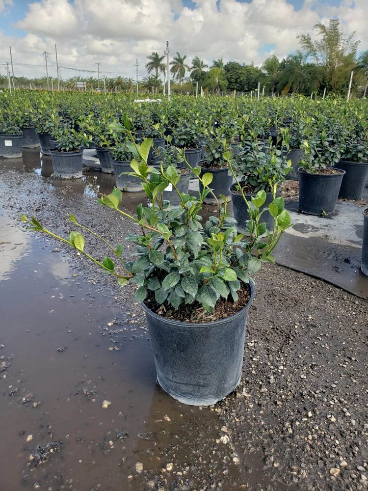 trachelospermum-jasminoides-confederate-jasmine