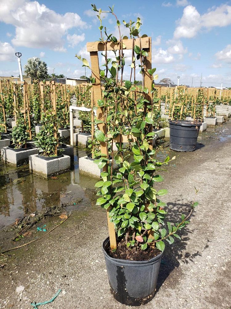 trachelospermum-jasminoides-confederate-jasmine