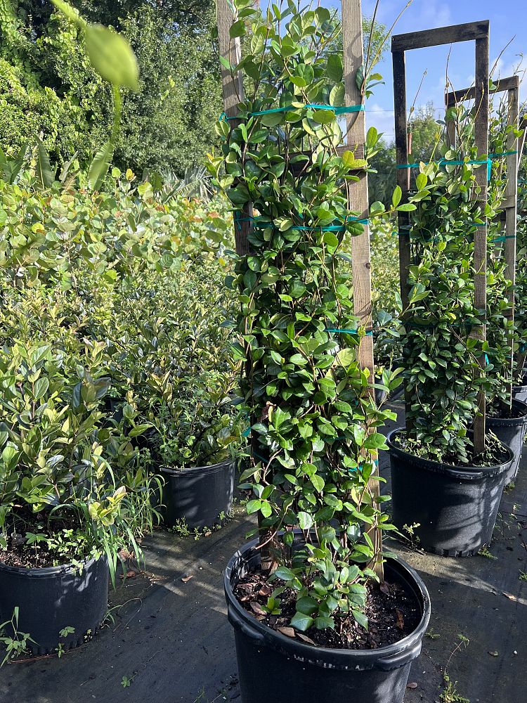trachelospermum-jasminoides-confederate-jasmine