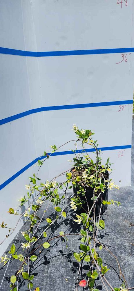 trachelospermum-jasminoides-confederate-jasmine