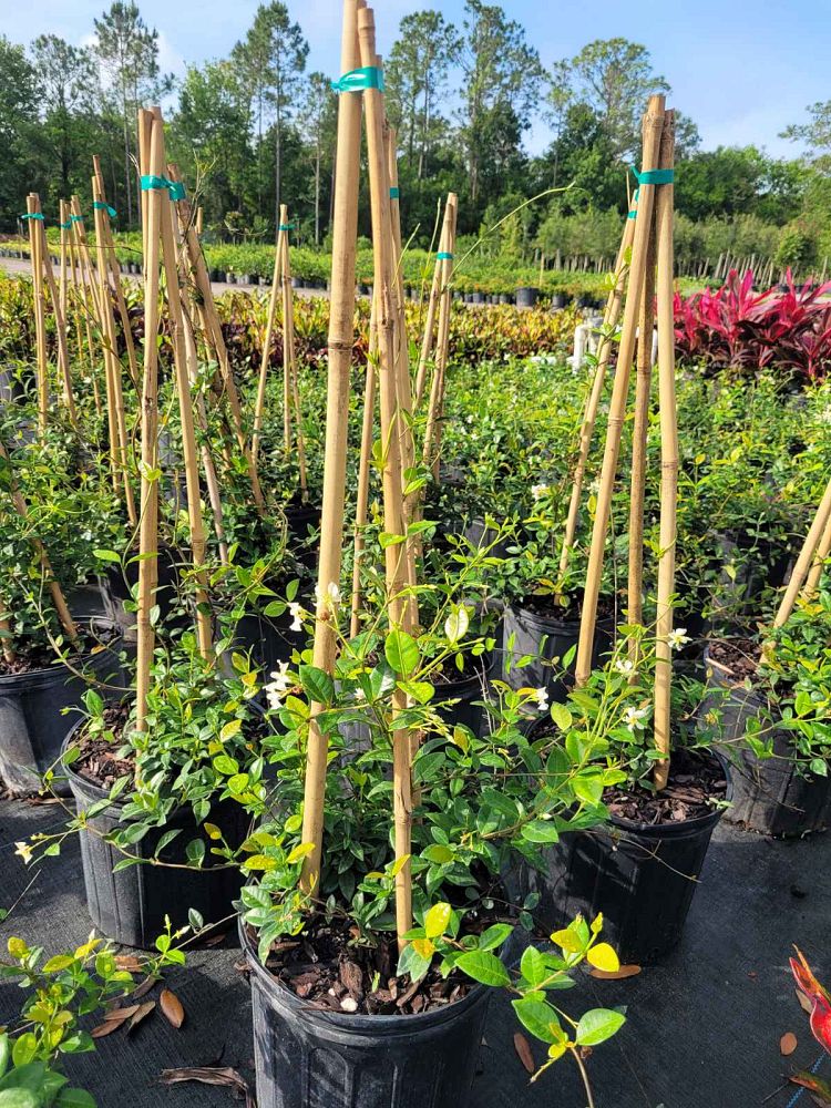 trachelospermum-jasminoides-confederate-jasmine
