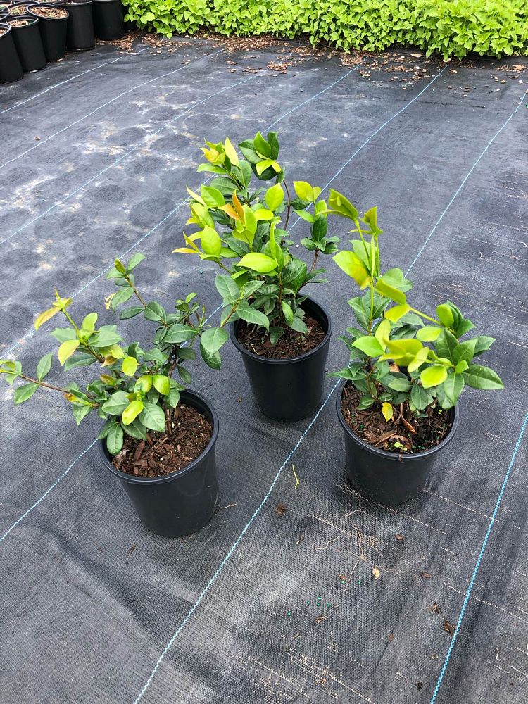 trachelospermum-jasminoides-confederate-jasmine