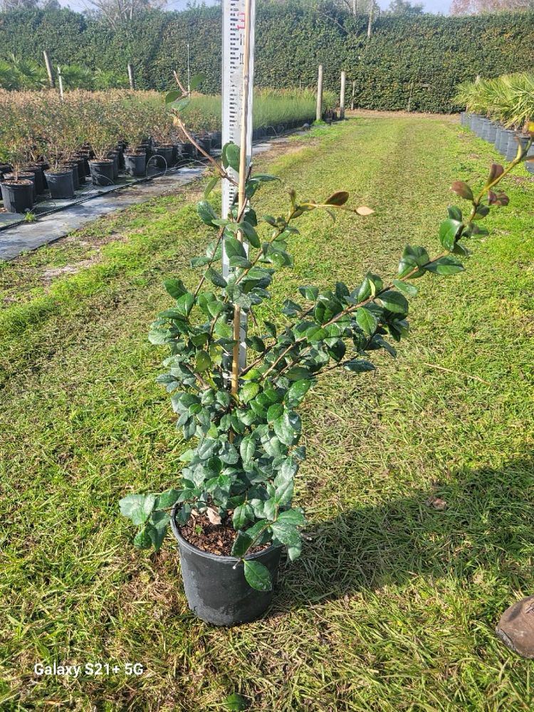 trachelospermum-jasminoides-confederate-jasmine