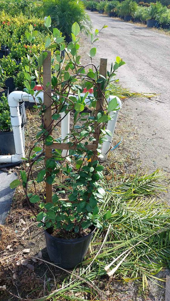 trachelospermum-jasminoides-confederate-jasmine