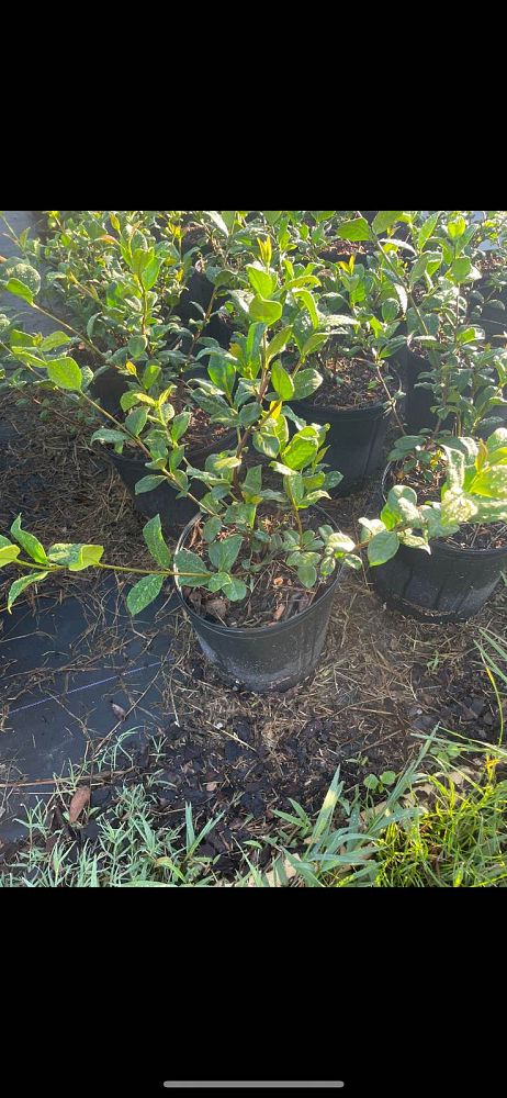 trachelospermum-jasminoides-confederate-jasmine