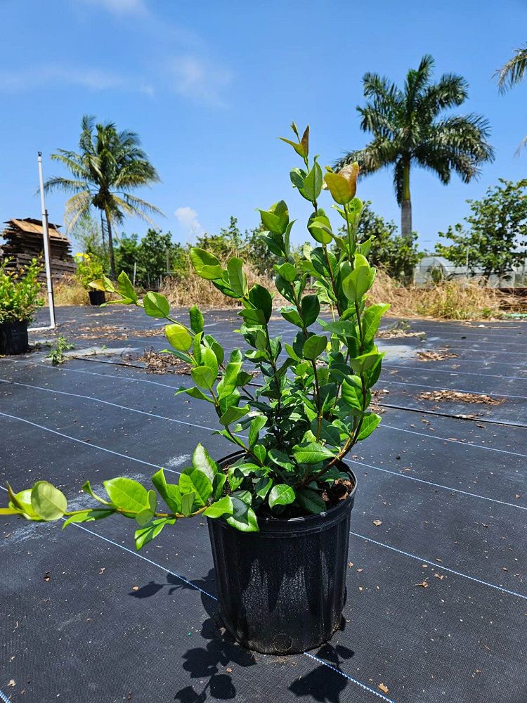 trachelospermum-jasminoides-confederate-jasmine