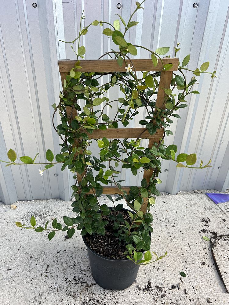 trachelospermum-jasminoides-confederate-jasmine