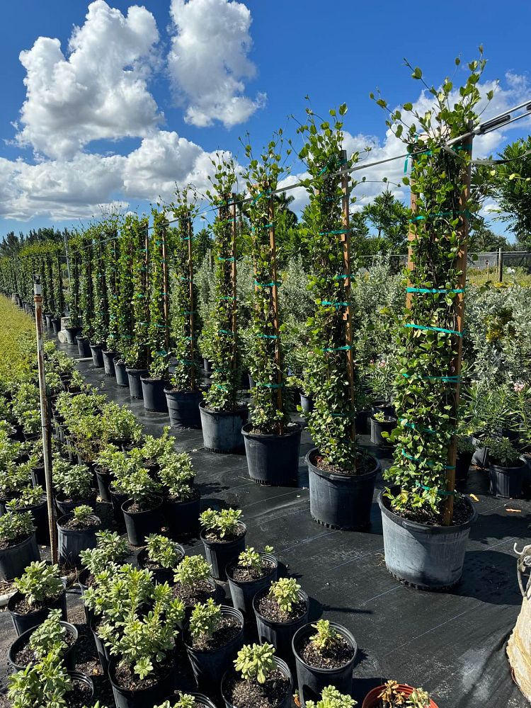 trachelospermum-jasminoides-confederate-jasmine